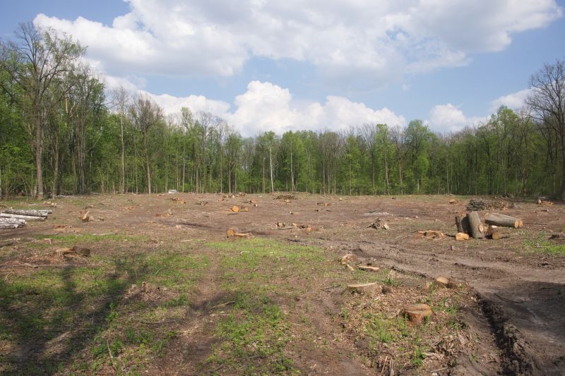 Forestry Clearing in Katy, TX